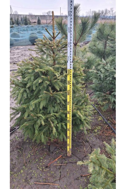 Ялина звичайна Ексцелса - ком25кг/вис.100-120см/Ø50-60см